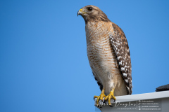 Red-shouldered Hawk
