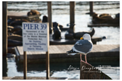 SanFran-13